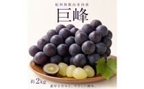紀州有田産の巨峰ぶどう約2kg【先行予約】【2026年8月下旬以降発送予定】