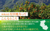 完熟&nbsp;小粒&nbsp;有田みかん&nbsp;5kg&nbsp;甘味凝縮&nbsp;和歌山県産&nbsp;産直45年&nbsp;武内園&nbsp;有田みかん&nbsp;みかん&nbsp;濃厚有田みかん&nbsp;濃厚みかん&nbsp;みかん&nbsp;小粒みかん&nbsp;小さいみかん&nbsp;みかん&nbsp;オレンジロードYY&nbsp;産直&nbsp;みかん&nbsp;和歌山みかん&nbsp;和歌山県産みかん&nbsp;みかん&nbsp;みかん&nbsp;有田みかん&nbsp;数量限定【みかん&nbsp;ミカン&nbsp;みかん&nbsp;mikan&nbsp;みかん&nbsp;ミカン&nbsp;みかん&nbsp;ミカン&nbsp;みかん&nbsp;ミカン&nbsp;みかん&nbsp;ミカン&nbsp;みかん&nbsp;ミカン】