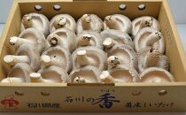 能登の大地と大自然が育んだプリップリ♪の「能登産しいたけ1kg」