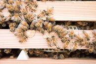 堀養蜂園「自慢のそよご蜜1ｋｇ」【ポイント交換専用】