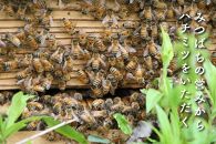さいき養蜂園　天然ピュアはちみつお試しセット　135g×5種