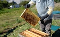 さいき養蜂園　天然ピュア蜂蜜　アカシア・そば各１ｋｇ