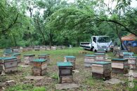 さいき養蜂園　そば１ｋｇ　2本セット