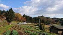 【全3回】木漏れ日農園の季節野菜の定期便（10月、11月、12月 発送）