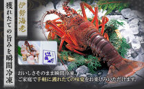 冷凍伊勢海老カット約2kg（サイズ不揃い）［HC16］