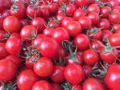 飯田農園　幻のトマト　有機栽培高糖度miuトマトビネガー２０本セット【有機JAS】