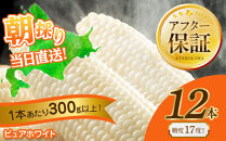【2026年先行予約】白いとうもろこしピュアホワイト&nbsp;12本&nbsp;3.6kg（2026年8月下旬から発送開始予定）【&nbsp;人気&nbsp;北海道産&nbsp;糖度&nbsp;生&nbsp;野菜&nbsp;スイートコーン&nbsp;産地直送&nbsp;バーベキュー&nbsp;BBQ&nbsp;コーン&nbsp;旬&nbsp;お取り寄せ&nbsp;旭川市&nbsp;北海道&nbsp;送料無料&nbsp;】_00407