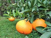 ☆先行受付☆武富農園の奄美 津之輝 約3kg|つのかがやき 津の輝き 柑橘 果物 みかん オレンジ