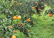 ☆先行受付☆武富農園の奄美 津之輝 約3kg|つのかがやき 津の輝き 柑橘 果物 みかん オレンジ