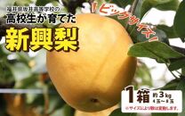 新興梨 3kg 大玉でシャキっとした食感！《大人気返礼品！高校生 応援！》 / 果物 フルーツ 梨 なし 新興 3キロ 人気 おすすめ 数量限定