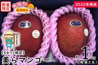 【2022年発送・5セット限定】完熟美らマンゴー約1㎏（化粧箱）2玉