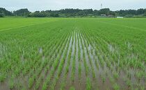 農薬・化学肥料不使用栽培「ササニシキ」 5kg《玄米》 2021年産