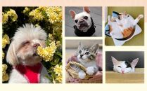 【お礼の品なし】豊田市動物愛護事業【動物愛護 動物福祉 動物愛護センター 保護猫 保護犬】