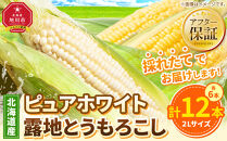とうもろこしランキング2位獲得!!【26年先行予約】北海道産ピュアホワイト・露地とうもろこし　計12本&nbsp;2026年8月中旬から発送開始予定&nbsp;【&nbsp;白いとうもろこし&nbsp;人気&nbsp;北海道産&nbsp;糖度&nbsp;生&nbsp;野菜&nbsp;スイートコーン&nbsp;産地直送&nbsp;バーベキュー&nbsp;BBQ&nbsp;コーン&nbsp;旬&nbsp;お取り寄せ&nbsp;旭川市&nbsp;北海道&nbsp;】_00113