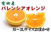 【爽快】有田産バレンシアオレンジ7.5kg(M～2Lサイズおまかせ)
