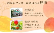 【先行予約】高知県南国市産／完熟アップルマンゴー1個（2024年6月～発送）【マンゴー フルーツ くだもの デザート 高評価 厳選 高級 ギフト 贈り物 人気 おすすめ】