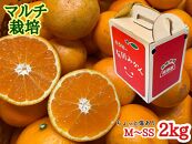 ちょっと 傷あり マルチ栽培 有田 みかん M ~ SS サイズ 2kg 手さげ箱 南泰園