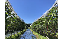 南魚沼産カベルネ2021―反射シートの光が描く、雪国ワインの極致&nbsp;750ml×1本