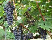 【南魚沼産カベルネ・ソーヴィニヨン】やま庭のワイン”750mlと”葡萄ジュース”720mlの2本セット　