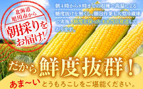 【26年発送先行予約】あさひやま動物園ライオンコーン約4kg(ゴールドラッシュ10本)2026年8月下旬から発送開始予定&nbsp;【&nbsp;とうもろこし&nbsp;人気&nbsp;北海道&nbsp;糖度&nbsp;野菜&nbsp;スイートコーン&nbsp;産地直送&nbsp;ゴールドラッシュ&nbsp;コーン&nbsp;旬&nbsp;お取り寄せ&nbsp;旭川市&nbsp;北海道&nbsp;】_00307