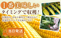 【26年発送先行予約】あさひやま動物園ライオンコーン約4kg(ゴールドラッシュ10本)2026年8月下旬から発送開始予定&nbsp;【&nbsp;とうもろこし&nbsp;人気&nbsp;北海道&nbsp;糖度&nbsp;野菜&nbsp;スイートコーン&nbsp;産地直送&nbsp;ゴールドラッシュ&nbsp;コーン&nbsp;旬&nbsp;お取り寄せ&nbsp;旭川市&nbsp;北海道&nbsp;】_00307