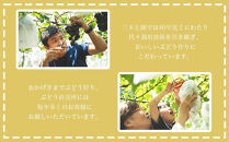 【先行予約】有田巨峰村三木と園の露地栽培あま～い種あり巨峰2kg