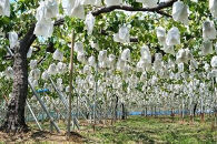 【先行予約】有田巨峰村三木と園の露地栽培あま～い種あり巨峰2kg