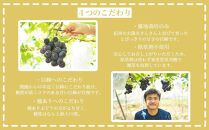 【先行予約】有田巨峰村三木と園の露地栽培あま～い種あり巨峰3kg