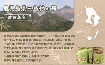 【2026年お届け】大名筍 3kg ( 約15本 ) ( 硫黄島産 )～2026年5月初旬以降順次発送予定～
