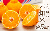 不知火&nbsp;(しらぬひ)&nbsp;約5kg