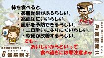 【先行予約】厳選！種なし！スッキリ甘みの越前柿 18個入 ／ 果物 フルーツ かき 種なし  産地直送 期間限定 ※2024年11月中旬以降順次発送