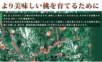 和歌山県産 白鳳 桃 11～16玉入り 訳あり ご家庭用 数量限定【2025年6月下旬から7月中旬ごろ発送】