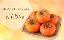 ◆先行予約◆和歌山県産 富有柿＜ご家庭用＞約7.5kg【2023年11月上旬以降発送】