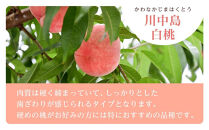 和歌山県産 川中島白桃 5～8玉入り 秀品 先行予約［2025年7月下旬以降発送］［MG7］