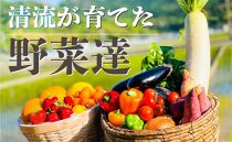 【12カ月定期便】高知の新鮮野菜セット／旬の野菜を味わう12ヵ月便