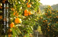 めっちゃ甘いんじゃみかん&nbsp;糖度12度以上&nbsp;2kg（内容量1.8kg）特選品&nbsp;M・S・2Sサイズのいずれか&nbsp;和歌山県産&nbsp;S品&nbsp;贈答用［2025年11月中旬より2026年1月中旬頃順次出荷予定］［みかんの会］