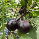 ＜3回定期便/2026年7～9月発送＞【先行予約特典付き】京ブランド野菜・賀茂茄子（かもなす）6個&nbsp;約1.5kg×3回