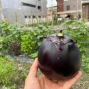 ＜3回定期便/2026年7～9月発送＞【先行予約特典付き】京ブランド野菜・賀茂茄子（かもなす）6個&nbsp;約1.5kg×3回