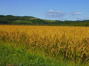 【R7年産新米】北海道産特別栽培米&nbsp;アポイ米（ななつぼし）10kg（5kg×2袋）