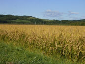 【R7年産新米】北海道産特別栽培米 アポイ米（ななつぼし）5kg