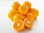 ◆先行予約◆希少柑橘 甘くて爽やかな春柑橘 春峰 約5kg〈赤秀〉【2024年3月上旬以降出荷】