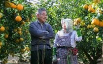 dp002　【訳あり】岡村農園の不知火【５ｋｇ】 15～23玉 完熟 貯蔵 柑橘 果物 人気
