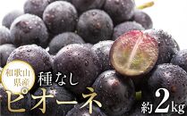 【新鮮・産直】和歌山かつらぎ町産たねなしピオーネ約2kg★2024年8月下旬頃より順次発送【TM164】