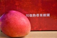 【数量限定】鹿児島&nbsp;与論島アップルマンゴー特A秀品５個約2kg&nbsp;化粧箱入り【先行予約】