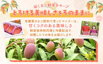 【数量限定】鹿児島&nbsp;与論島アップルマンゴー特A秀品６個約2kg化粧箱入り【先行予約】