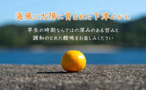 早生みかん&nbsp;約6.5kg&nbsp;大小混合&nbsp;《ご家庭用》&nbsp;ちょっと訳あり&nbsp;和歌山県産&nbsp;農園直送&nbsp;まごころ産直みかん&nbsp;【北海道・沖縄県・一部離島&nbsp;配送不可】混合サイズ&nbsp;ミカン&nbsp;蜜柑&nbsp;温州みかん&nbsp;わけあり&nbsp;訳アリ［Mg3］