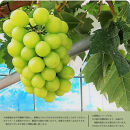 紀州有田産シャインマスカット　約2kg【先行予約】【2025年8月下旬以降発送予定】