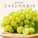 紀州有田産シャインマスカット　約2kg【先行予約】【2026年8月下旬以降発送予定】
