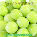 紀州有田産シャインマスカット　約1.2kg【先行予約】【2025年8月下旬以降発送予定】