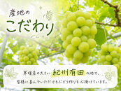 紀州有田産シャインマスカット　約1.2kg【先行予約】【2026年8月下旬以降発送予定】